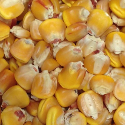 Grade 1 Yellow Corn Animal Feed for sale